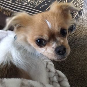 Meet your Posher, Dacia